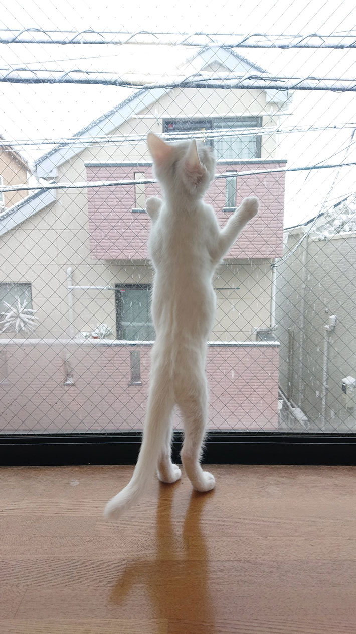 猫の写真