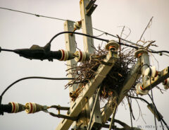 電線と鳥の巣の写真