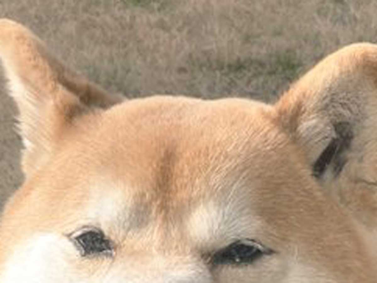 柴犬の写真