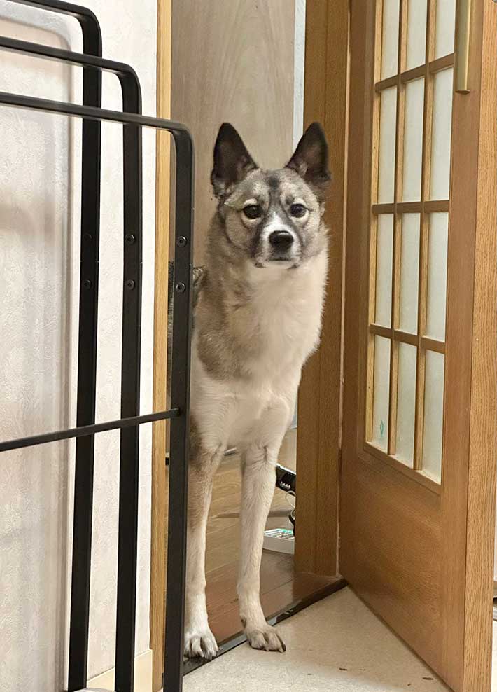 犬の写真