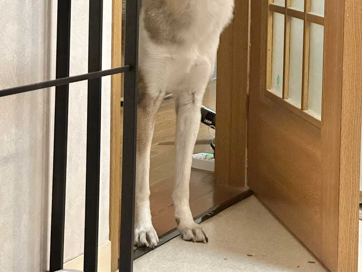 犬の写真