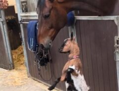 馬と子ヤギの写真