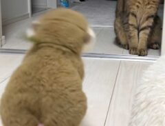 ぬいぐるみと猫の写真