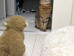 ぬいぐるみと猫の写真