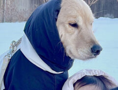 犬と子供の反り滑り写真