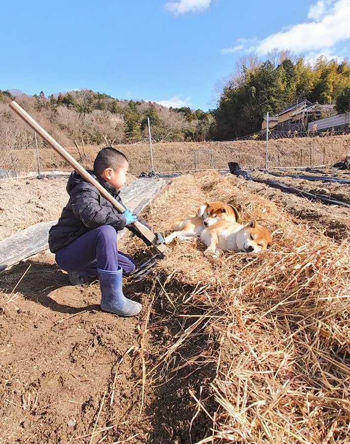 息子と柴犬