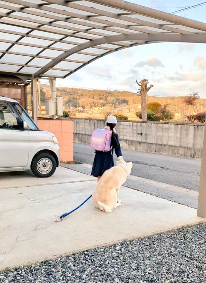 小学生と秋田犬