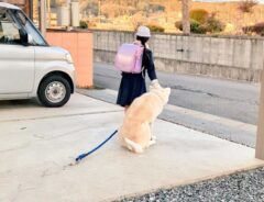 小学生と秋田犬