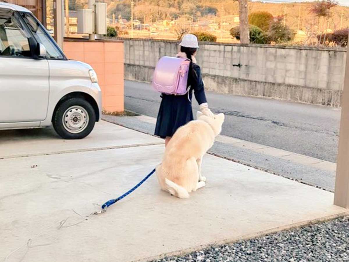 小学生と秋田犬