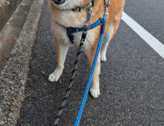 柴犬の写真