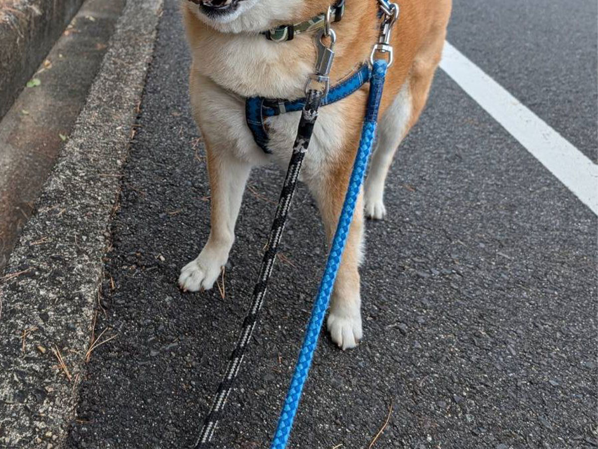 柴犬の写真