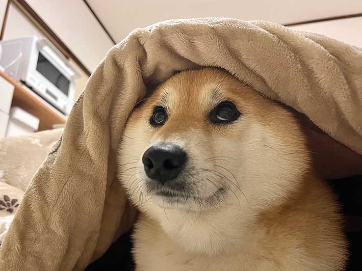 犬の写真