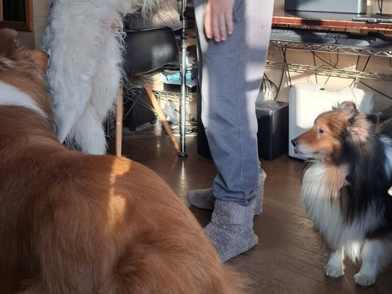 飼い主「アンタは絶対無理よ」 抱っこを『おねだり』する正体と