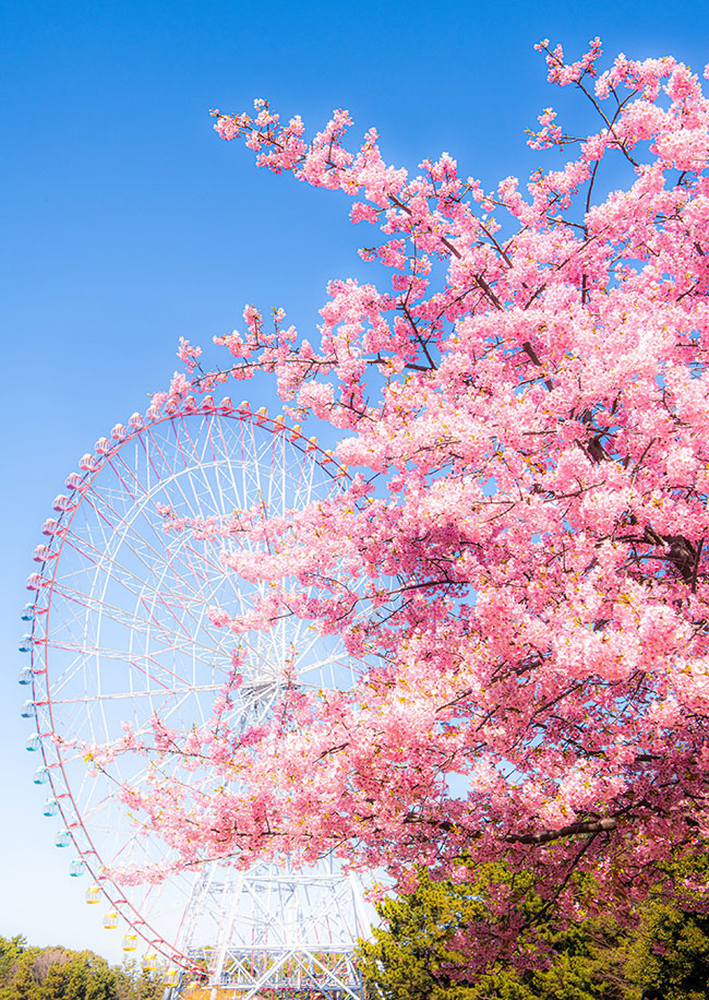 河津桜の写真