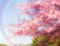 河津桜の写真