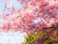 河津桜の写真