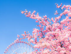 河津桜の写真