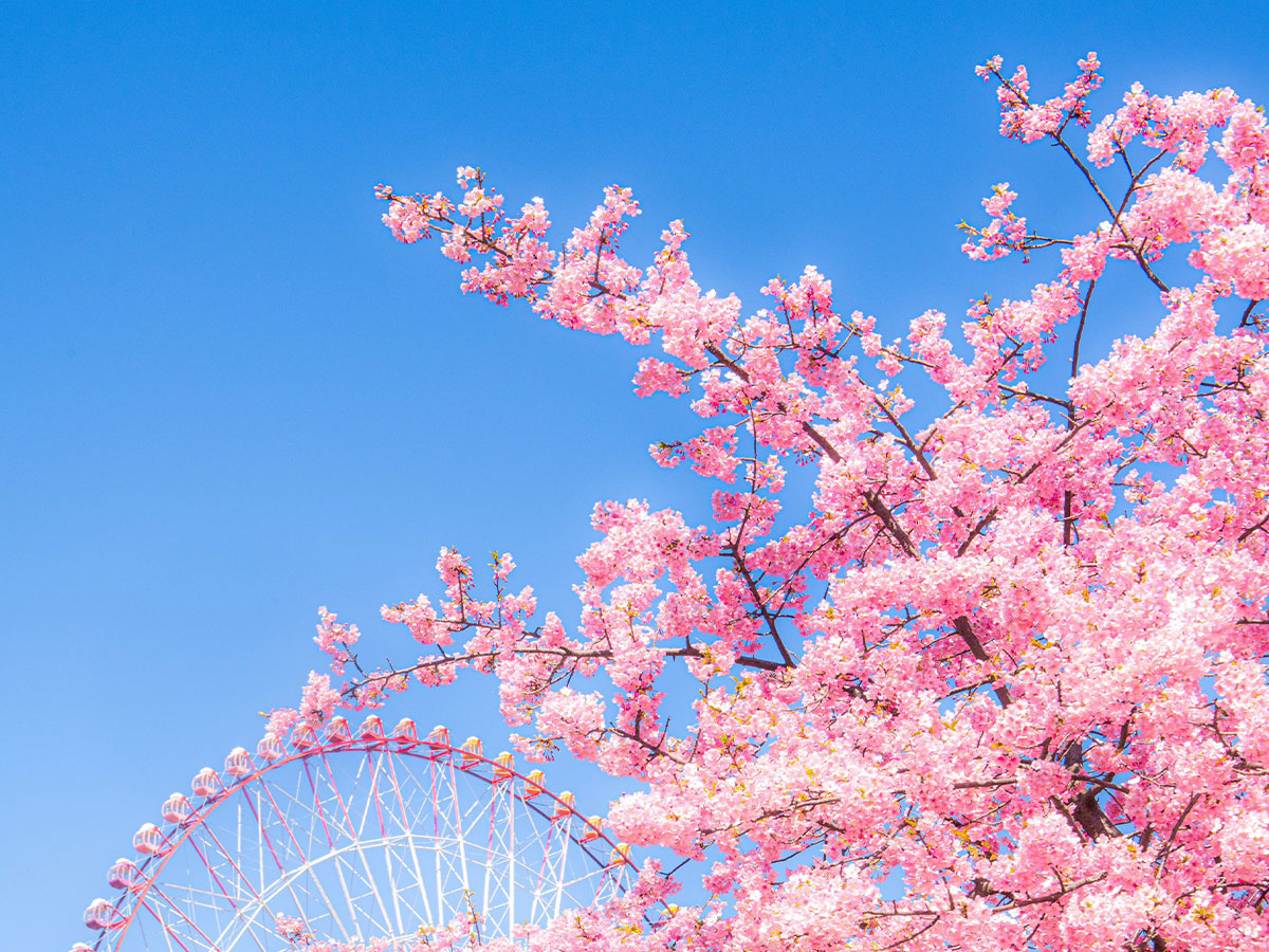 河津桜の写真