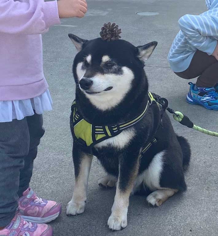 柴犬と子供