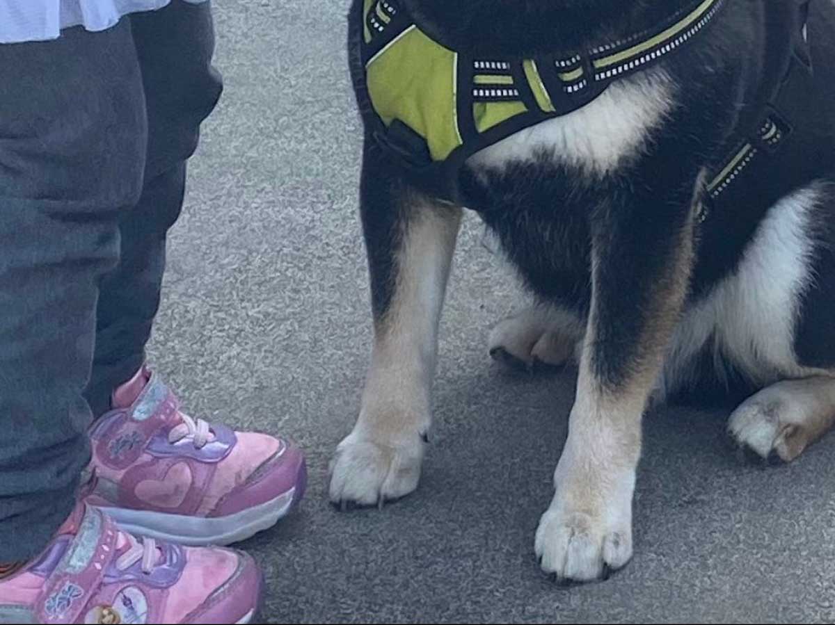 柴犬と子供