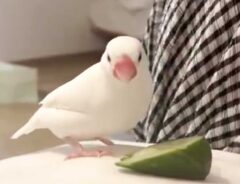 文鳥の写真