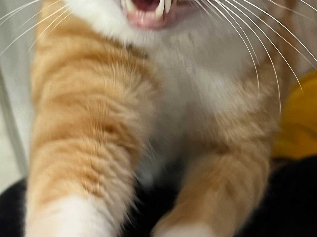 猫の写真