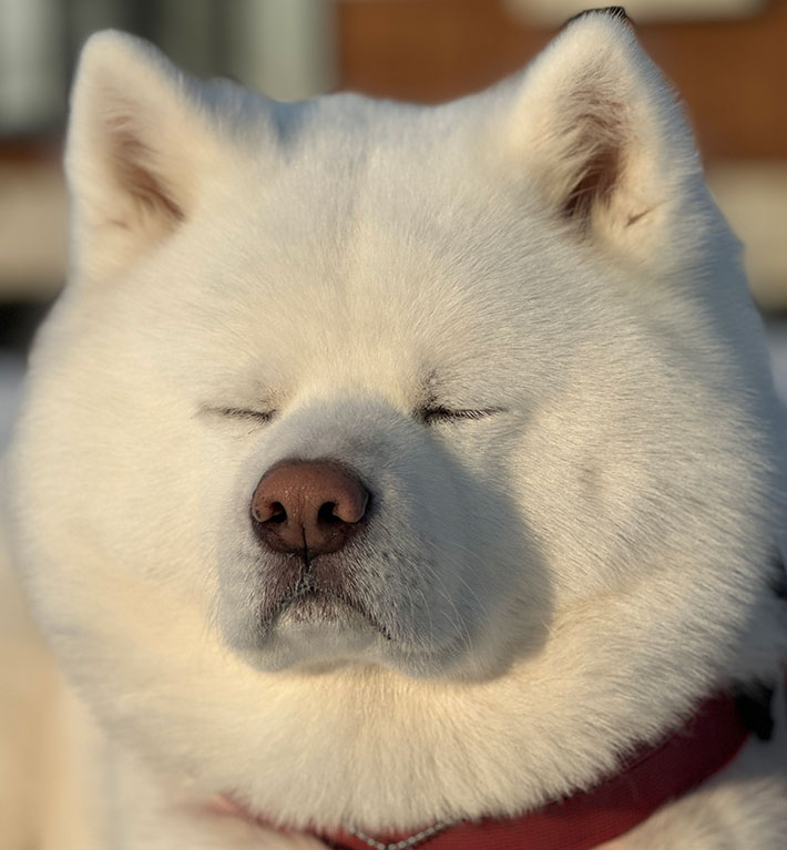 秋田犬の写真