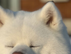 秋田犬の写真