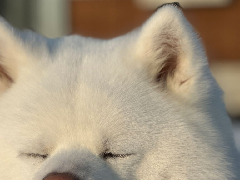 秋田犬の写真