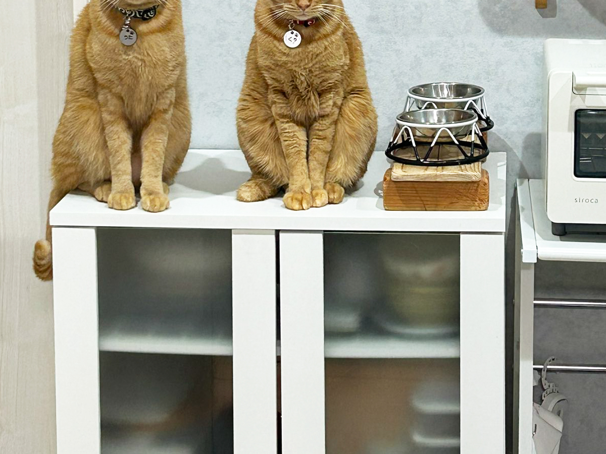 猫の写真