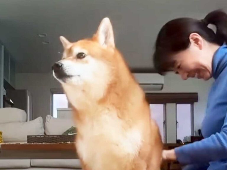 柴犬の写真