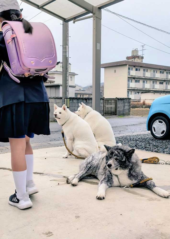 秋田犬写真