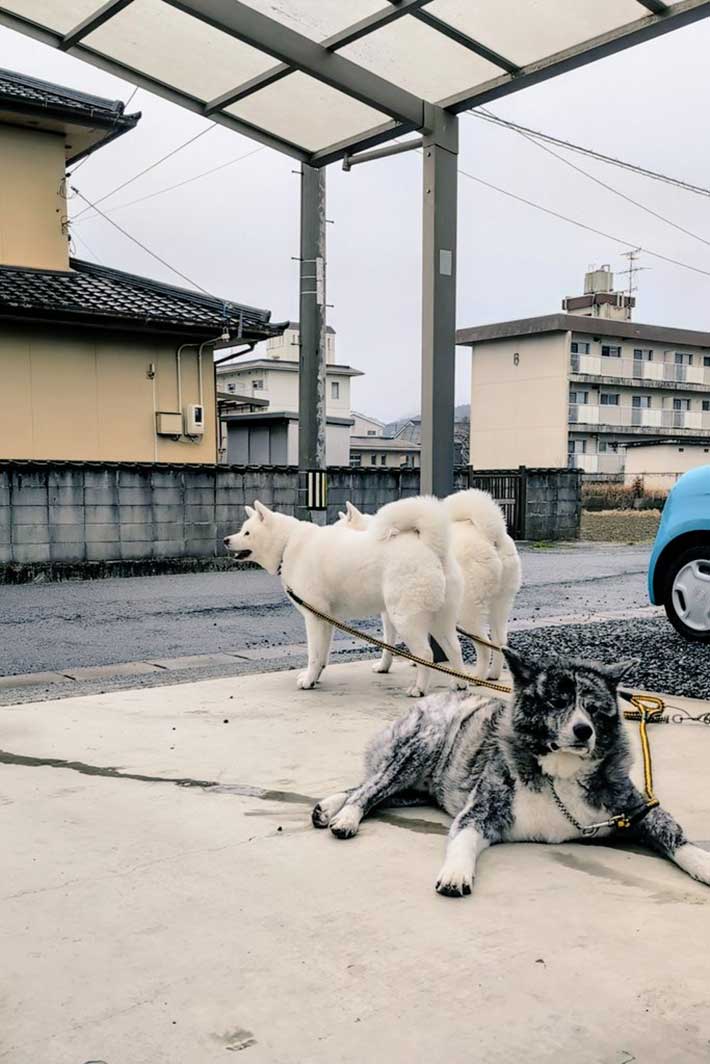 秋田犬写真