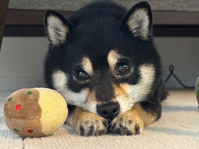 犬の写真