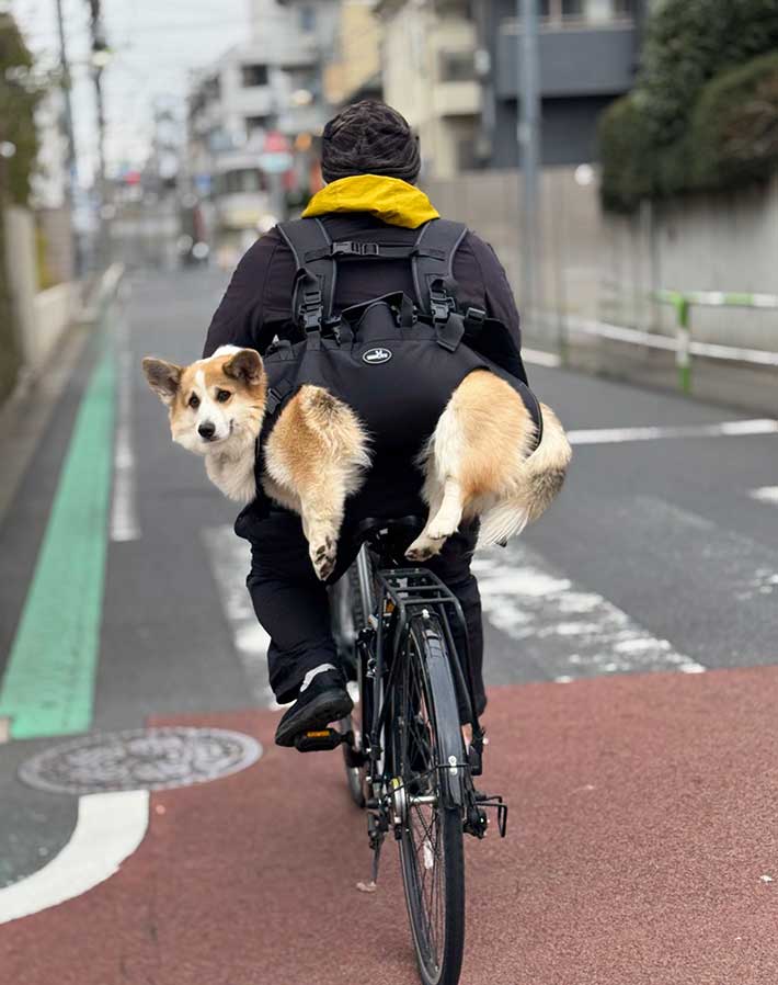 コーギーの画像