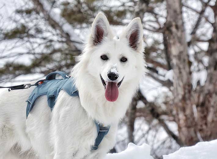 犬の画像