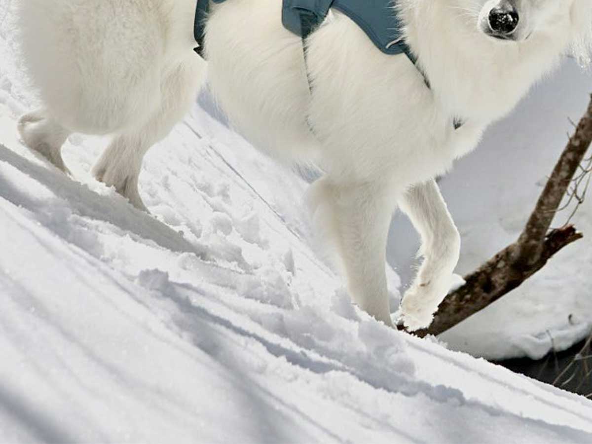 犬の画像