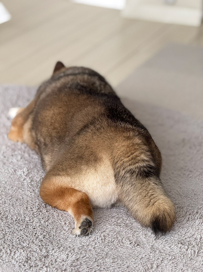 @shibainu_hanazuさんと暮らす、柴犬の花ちゃん