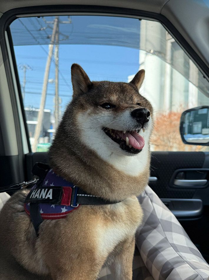 @shibainu_hanazuさんと暮らす、柴犬の花ちゃん