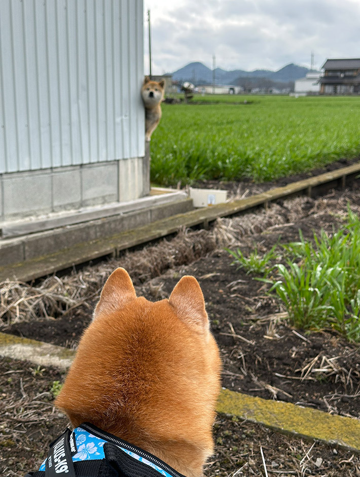 飼い主（@sunaten1529）さんと暮らす、柴犬の七郎くんと散歩中に出会った柴犬