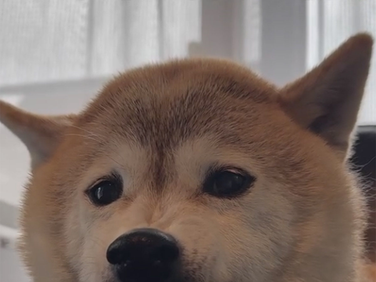 橋本真実（haruharu040777）さんと暮らす、柴犬のハルちゃん