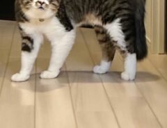 猫の写真