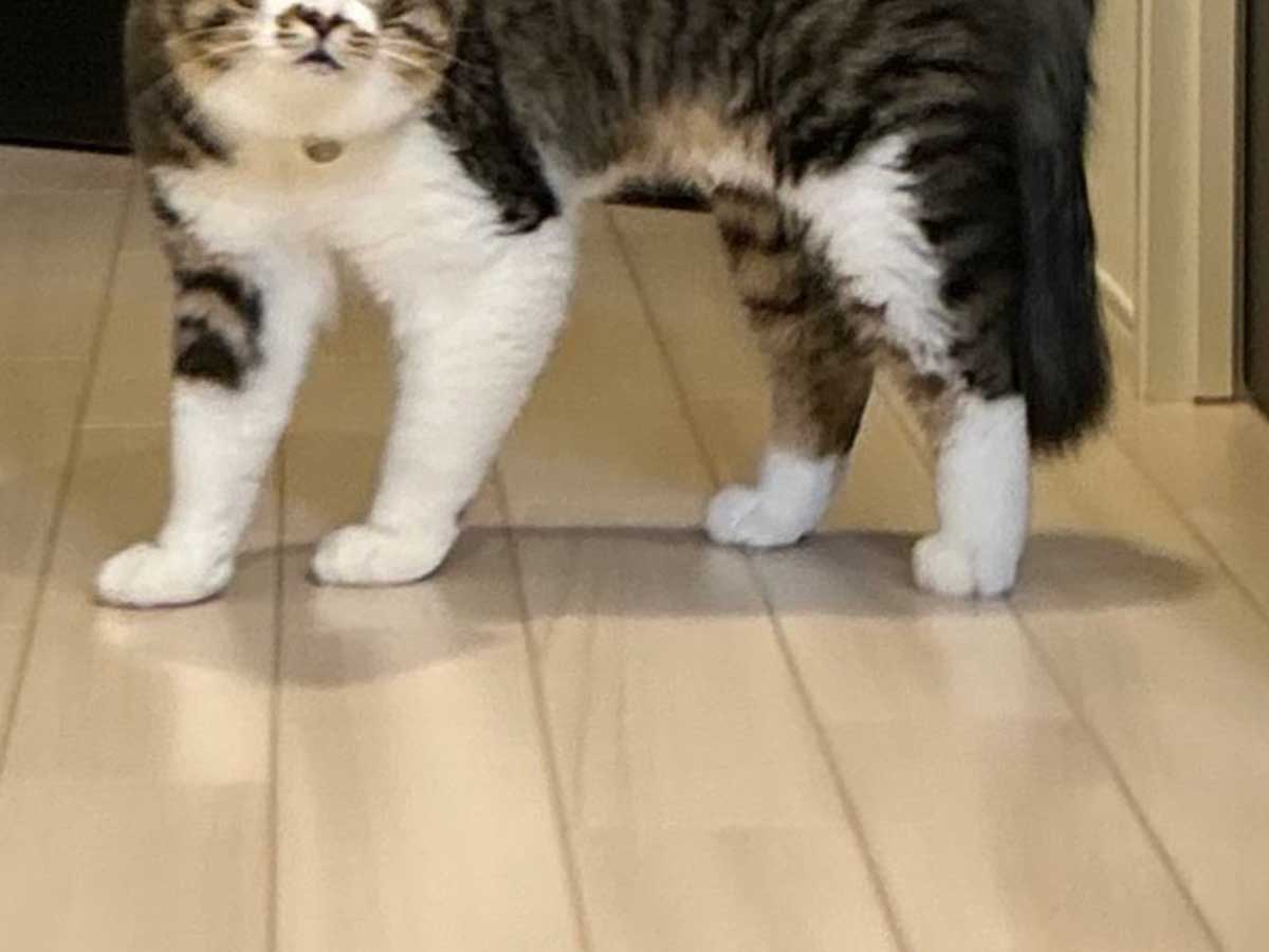 猫の写真