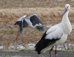 野鳥の写真