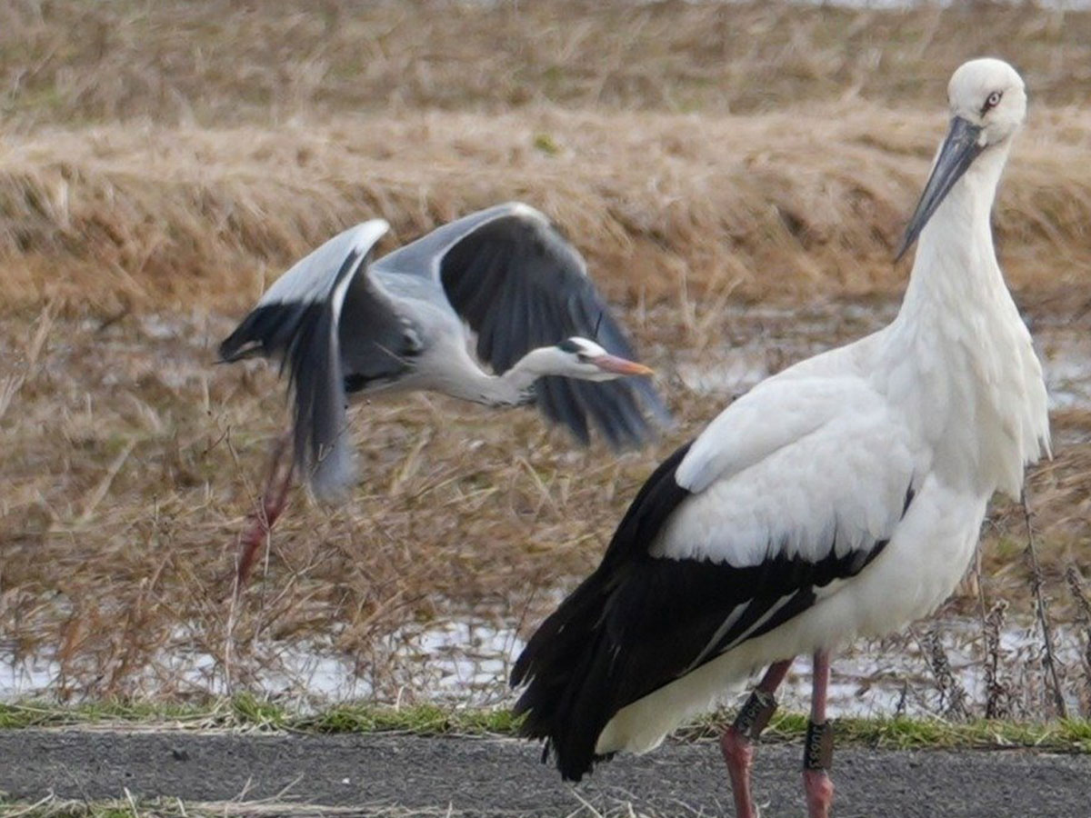 野鳥の写真