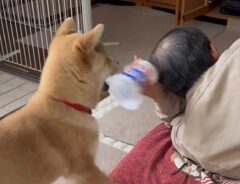 柴犬と飼い主