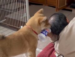 夫と柴犬