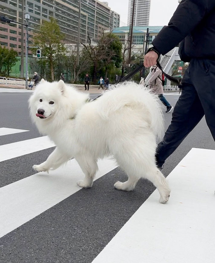 サモエドの写真