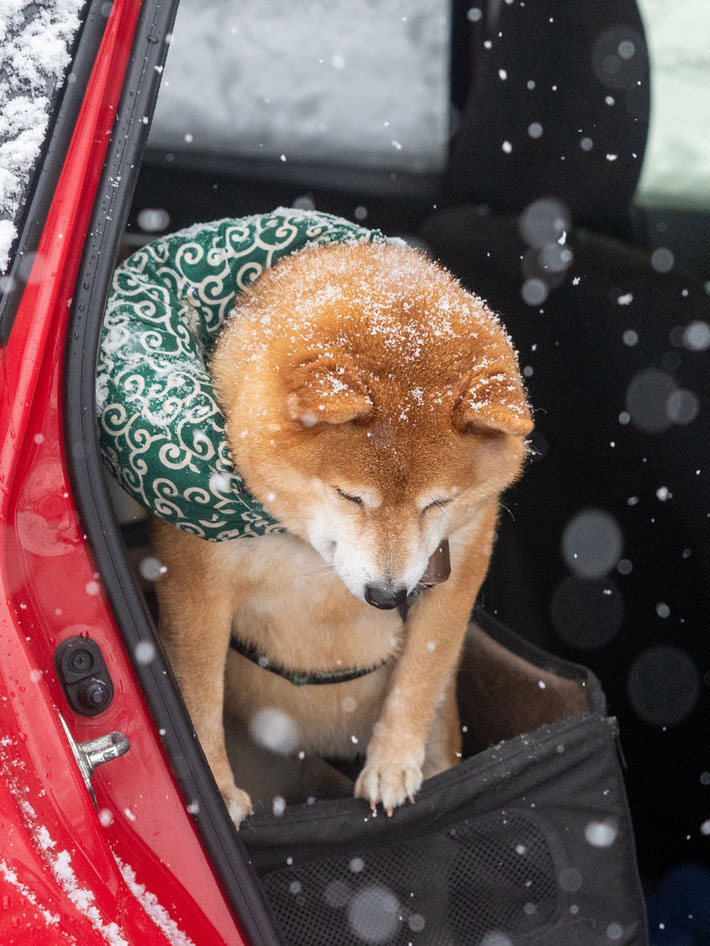 柴犬の写真