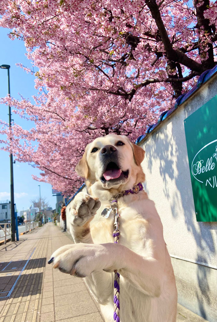 犬と桜の写真